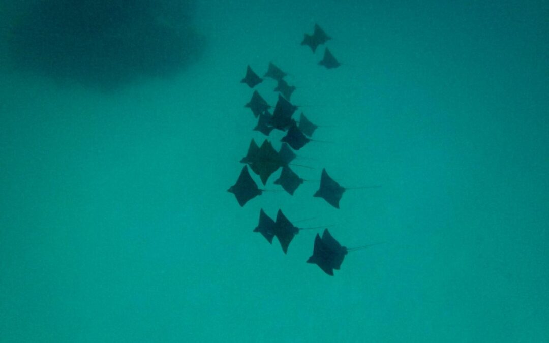 Croisière catamaran Borabora