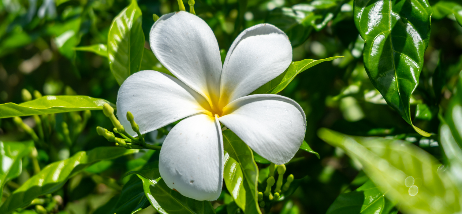 Fleur tropicale à Taha’a pendant une croisière en catamaran en Polynésie