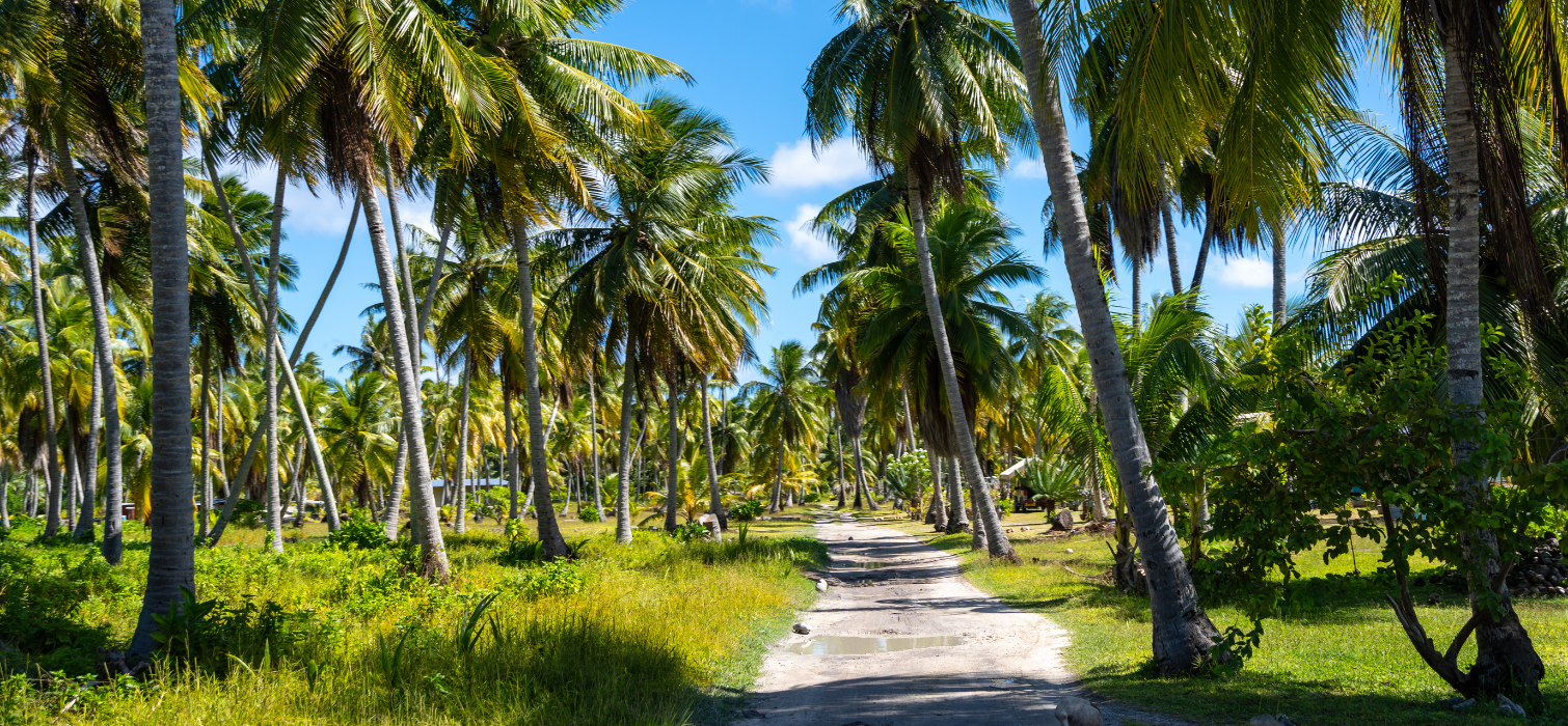 Palmiers et motus de Tikehau pendant une croisière Tuamotus