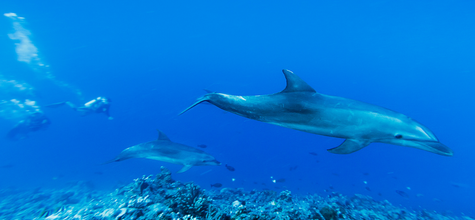 Plongée bouteille dans la passe de Tiputa à Rangiroa