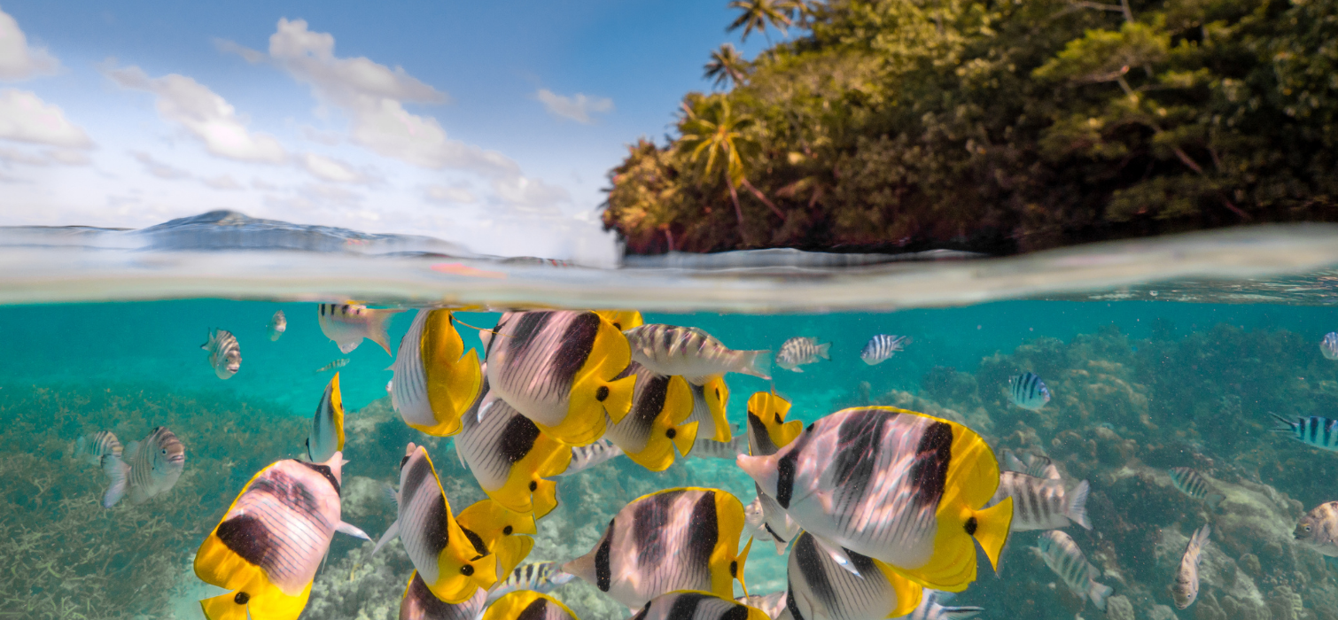 Poissons tropicaux dans le lagon de Huahine pendant une croisière en catamaran