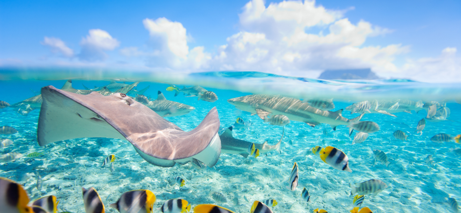 Raies, poissons et vie aquatique dans le lagon de Bora Bora