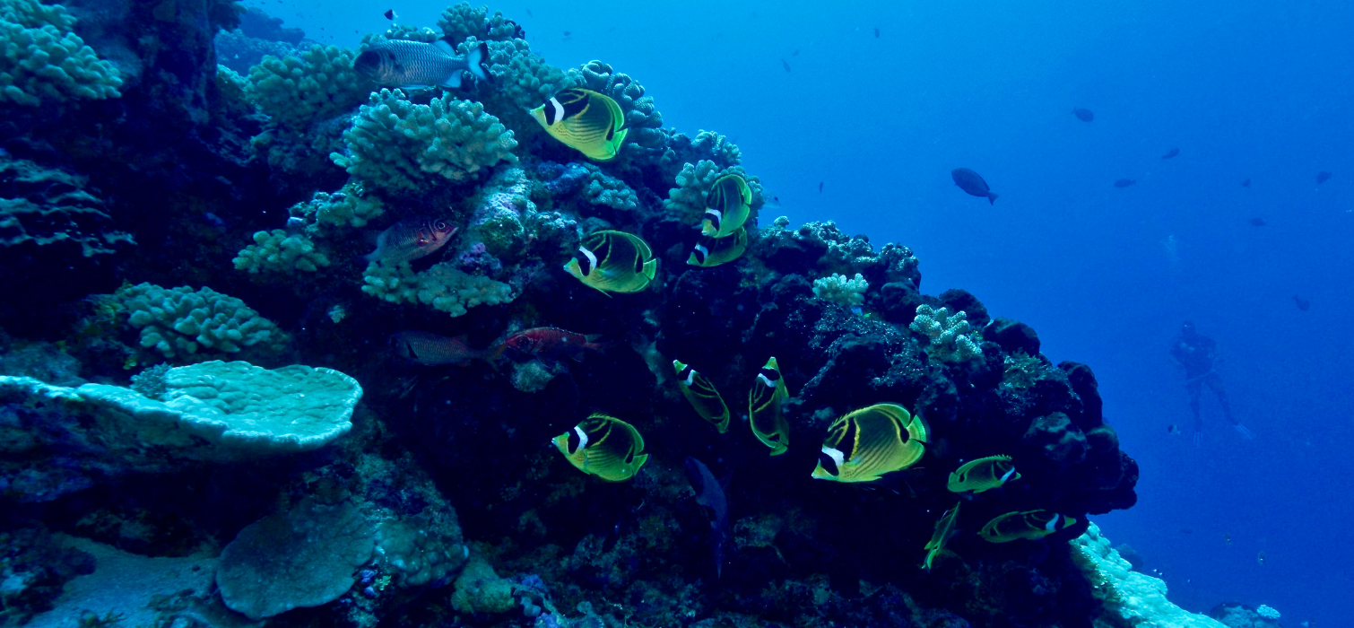 Snorkeling et vie marine pendant une croisière aux Tuamotus